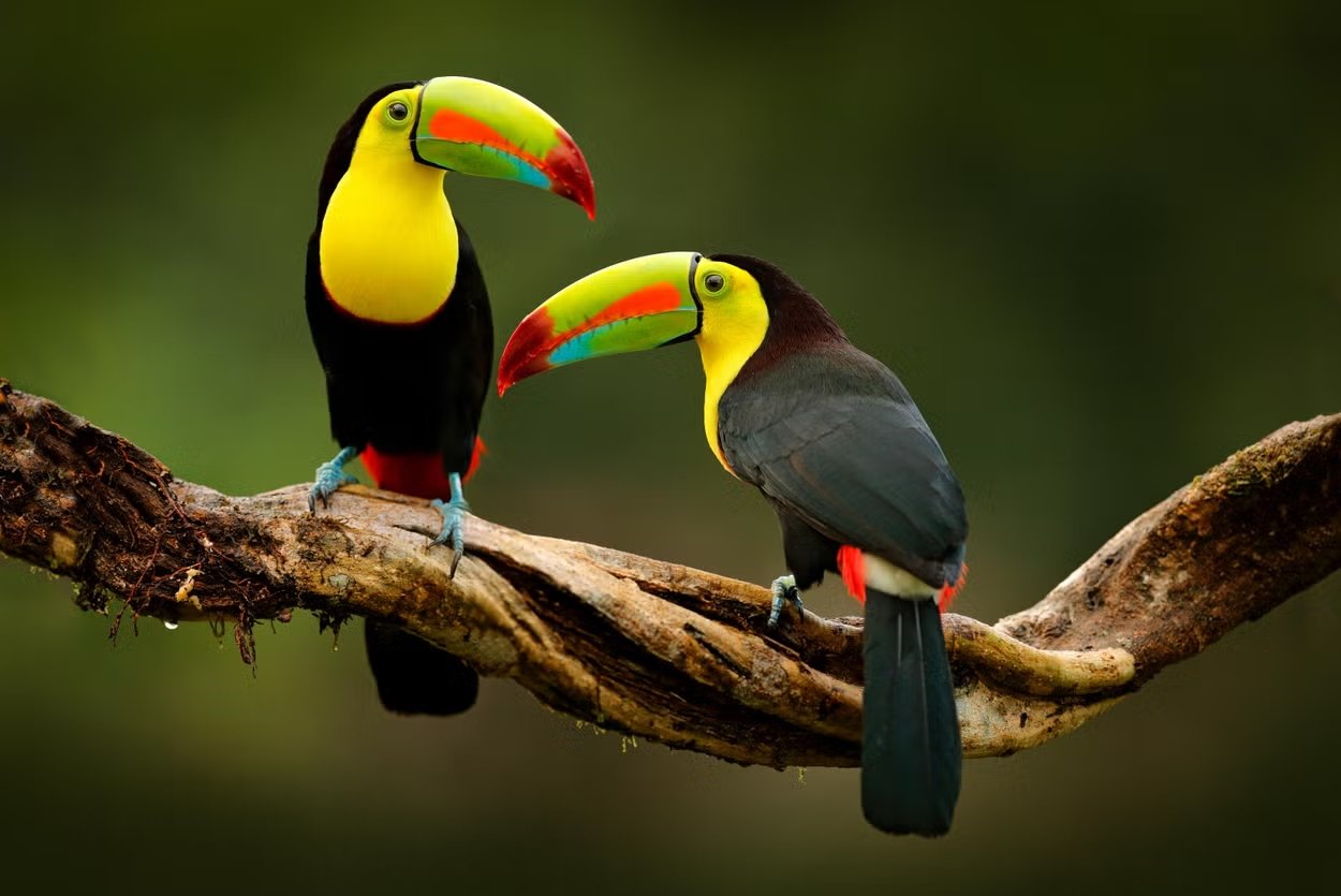 Guira-Oga-en-Puerto-Iguazu