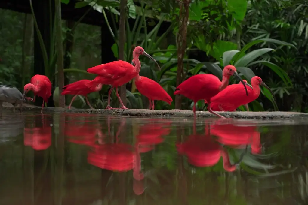 parque-das-aves-foz-do-iguaçu